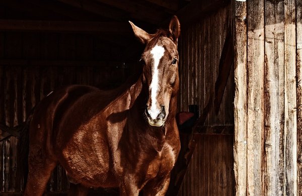 Découvrez les œuvres équestres d'alessio cacciatore à ne pas manquer