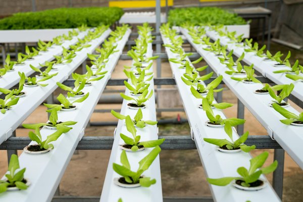 Les technologies LED au service de l'horticulture avec la gamme VGD Led